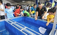 Đi Lễ hội Cá cảnh TP HCM, khách được vớt cá cảnh miễn phí về nuôi