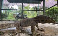 Kỳ đà quý hiếm lạc vào khu du lịch ở Khánh Hòa