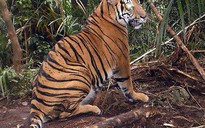Indonesia: Một con hổ quý Sumatra bị bẫy chết