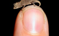 Tắc kè nhỏ nhất thế giới