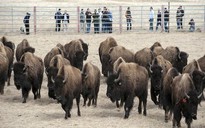 Mỹ: 200 con trâu xổng chuồng, chạy loạn 5 hạt