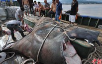 Trung Quốc: Bắt được cá đuối khổng lồ