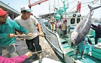 Tàu cá Đài Loan chính thức đánh bắt ở Senkaku