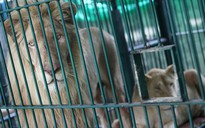 Sư tử trắng, rùa, khỉ... “lạc” giữa Bangkok