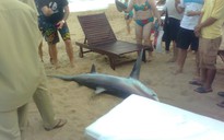 Nha Trang: Phát hiện cá mập dài 2m trôi dạt trên bãi biển