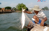 Ngư dân đánh lưới được nhiều cá bông lau to