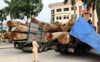 CSGT liên tiếp bắt xe chở gỗ vượt quá tải trọng 200%