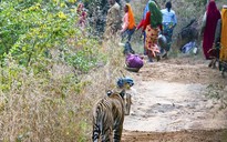 Ấn Độ: Bắn chết hổ cắn chết người