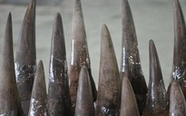 Bắt 6 kg sừng nghi của tê giác ở sân bay Nội Bài