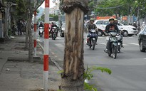Bức tử cây xanh