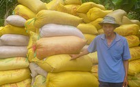 Tháng 4, dự kiến xuất khẩu 700.000 tấn gạo