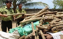 Chặt gỗ trắc non bán cho Trung Quốc