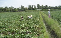 Ngóng thương lái Trung Quốc!