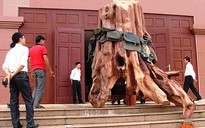 Đưa gốc gỗ sưa giá 17 tỉ đồng vào bảo tàng