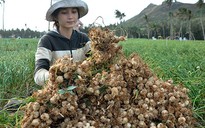 Lấn biển, mở rộng đảo Lý Sơn