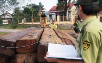 Mất tang vật vụ phá rừng lớn nhất Đà Nẵng