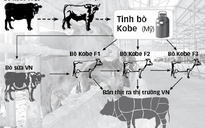 Nuôi bò "biết uống bia, nghe nhạc" ở Lâm Đồng