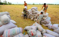 Phải lập lại trật tự xuất khẩu gạo
