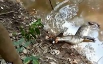 Cá sấu bất tỉnh vì ăn phải lươn điện