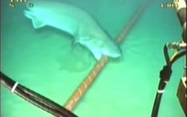 Cá mập trắng “ăn” cáp quang biển của Google