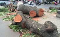 Hà Nội: Hàng chục cây cổ thụ bị đốn hạ