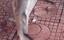 Cá mập lại xuất hiện gần bãi tắm Quy Nhơn