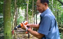 Nuôi kiến tạo trầm hương