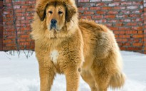Chó ngao Tây Tạng giá gần 2 triệu USD
