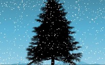 5 bí mật thú vị về cây thông Noel