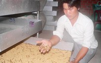 Cấm nuôi sâu gạo: Chỉ mới kiểm tra, nhắc nhở