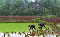 Gần 1/5 đất nông nghiệp Trung Quốc nhiễm độc