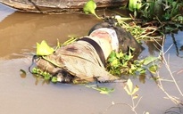Một xác chết trôi sông, đang trong giai đoạn phân hủy