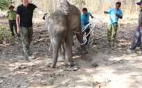 Phẫu thuật cứu sống một con voi rừng