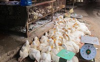 Dịch cúm A/H5N6 xuất hiện tại Thanh Hóa