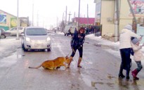 Sư tử cắn bé gái 9 tuổi khi đi dạo trên đường