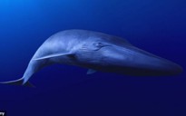 Chú cá voi cô đơn nhất thế giới