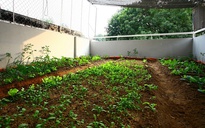 Đổ đất trên mái nhà trồng rau