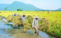 Gạo Việt đang ở đâu?: Loay hoay xây dựng thương hiệu