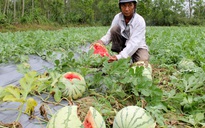 Quảng Ngãi: Còn 81 ha dưa hấu sắp thu hoạch