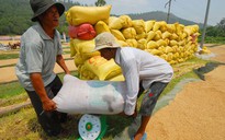 Lúa gạo Việt Nam đang thụt lùi