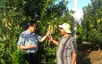 Đắk Lắk: Khuyến cáo không trồng thêm cây mắc ca