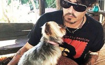 Bộ trưởng nông nghiệp Úc “dọa giết” cặp chó của Johnny Depp