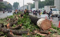 Chặt cây trên đường Nguyễn Trãi (Hà Nội): Đúng quy trình nhưng sai luật