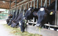 Mô hình chăn nuôi bò sữa công tư