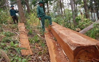 Vụ dân vây bắt gỗ ở Gia Lai: Nếu có thông đồng với lâm tặc, sẽ đề nghị xử lý hình sự