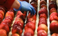 Vi khuẩn trong 2 loại táo Mỹ gây chết người bằng cách nào?