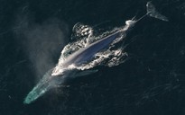 Lộ diện loài cá voi mạnh nhất thế giới