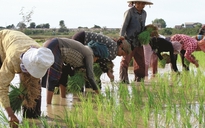 Làm gạo giỏi như Campuchia