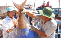 Trúng đậm cá ngừ đại dương ở ngư trường Hoàng Sa