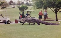 Kinh hoàng cá sấu "khủng" tung tăng trong sân golf